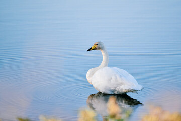 Whooper swan swimming on calm blue water