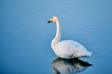 Whooper swan swimming on calm blue water
