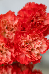 Close-Up of Vibrant Orange Carnation Petals