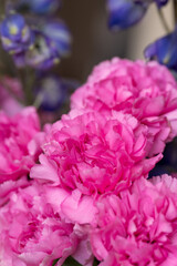 Close-up of Bright Pink Carnations with Blue Delphinium Background