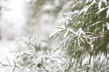 Closeup of Japanese Cedar Covered In Fresh Snow