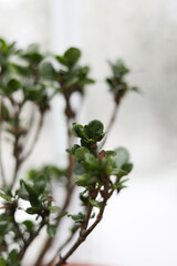 Macro Closeup of Azalea Leaves in Greenhouse