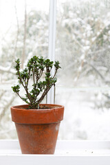 Small Azalea Plant In Terracotta Pot With Snowy Forest in Background