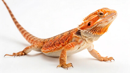 Fototapeta premium lizard on white background