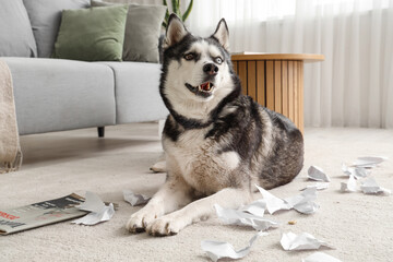Naughty Husky dog with torn paper in living room