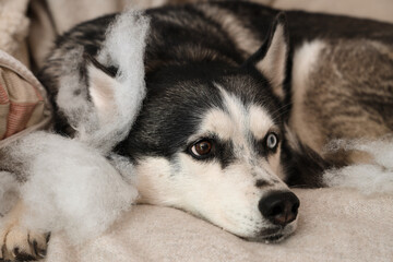 Naughty Husky dog with torn pillow on sofa in living room, closeup