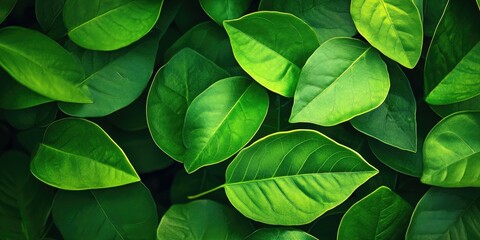 Vibrant green tropical leaves densely layered with varying shapes and textures creating a lush natural background in rich dark hues