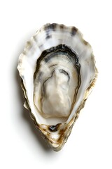 Isolated oyster shell, open, white background, food