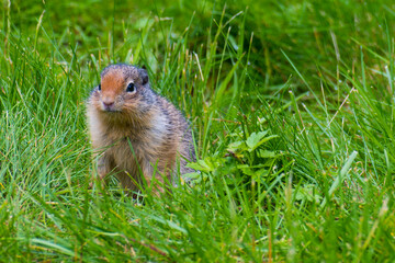This adorable image captures a curious squirrel sitting among lush grass, exemplifying the beauty of wildlife and the serenity of nature in its natural habitat.