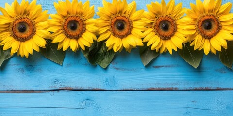 Obraz premium Bright yellow sunflowers lined on a rustic blue wooden background with lush green leaves offering room for text in the center.