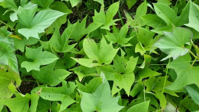 Sweet potato plants grow abundantly around a lake in Pamekasan, Indonesia. Ipomoea batatas