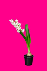 Hyacinth flower with white petals is growing in a black pot isolated on pink background. Blooming bulbous house plant close-up. A plant tied to a support. Beginning to bloom. HQ vertical photo.
