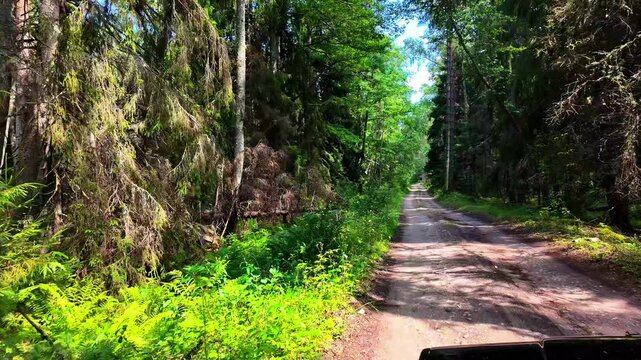 Nature trail Irbe mouth Latvia tall tree forest walk POV summer fresh air