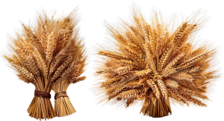 Golden Wheat Sheaves Harvest Abundance Rustic Farm Decor Agricultural Bounty