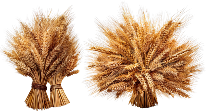 Golden Wheat Sheaves Harvest Abundance Rustic Farm Decor Agricultural Bounty