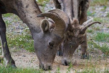 Two mountain goats graze peacefully in a natural setting, showcasing their strong horns and furry coats, a perfect display of wildlife in their mountainous habitat.