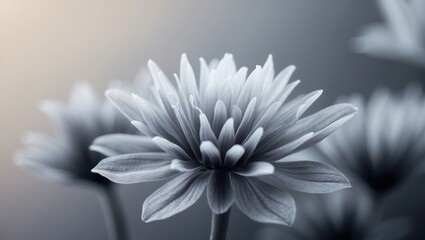 Fototapeta premium Gray Flower. Close up studio shot of aster flower. Floral detail with petals and soft light. Blossom with dark and light tones.