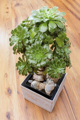 Crassula ovata or jade plant in a pot on a wooden surface