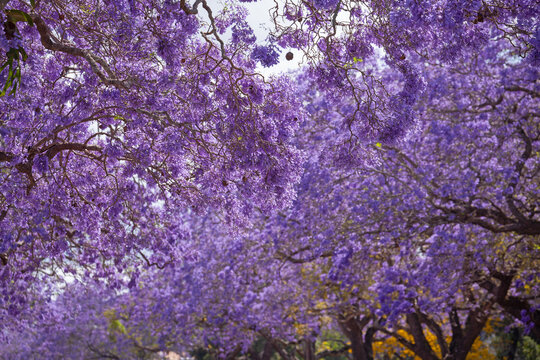 Jacaranda in Grafton, Australien. Palisanderholzbaum -Jacaranda mimosifolia in voller Bl&uuml;te. Baum Allee in der stadt Grafton in New South Wales, Australien.