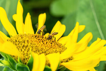 Sunflower in full bloom in flower field with bees flying for pollen.