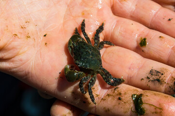 An excited fisher proudly holds a small, captured crab in their hand, showcasing the joy of fishing and the connection between humans and nature on a sunny day.