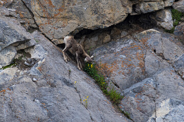 A nimble mountain goat skillfully traverses a steep rocky slope in search of foliage, showcasing...