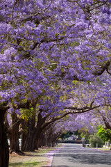 Jacaranda in Grafton, Australien. Palisanderholzbaum -Jacaranda mimosifolia in voller Blüte. Baum...