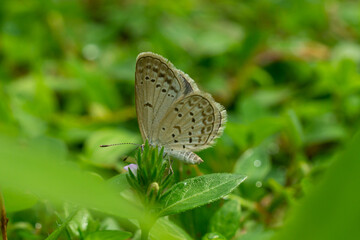 Ypthima huebneri, the common fourring, is a species of Satyrinae butterfly found in Asia- indonesia