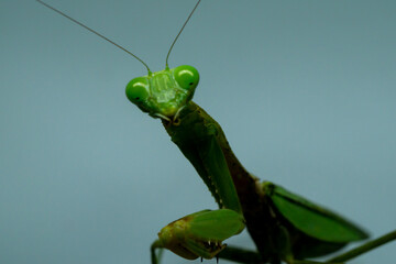 Hierodula patellifera, commonly known as giant Asian mantis, Asian mantis, Indochina 