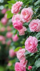 Obraz premium Stunning Pink Roses in a Lush Garden