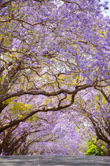 Jacaranda in Grafton, Australien. Palisanderholzbaum -Jacaranda mimosifolia in voller Blüte. Baum Allee in der stadt Grafton in New South Wales, Australien.
