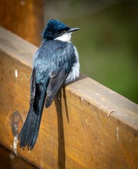 Image of a Restless Flycatcher (Myiagra inquieta) perched on a wooden rail.
