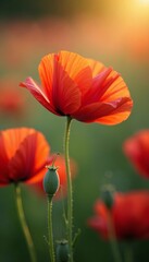 Obraz premium Close up of delicate poppy flowers in the morning light, flora, plant, nature