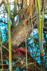 colorful nautical plants water environment natural space spring seasonal time vertical environment photography