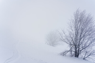Obraz premium tree in snow