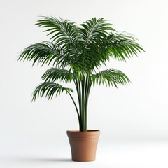 Indoor potted palm tree against white backdrop