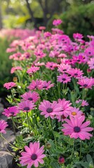 Obraz premium Vibrant Pink Osteospermum Flowers Blooming in a Lush Garden Setting