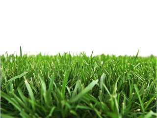 Vibrant Green Grass Blades Close Up Lush Texture Nature Photography