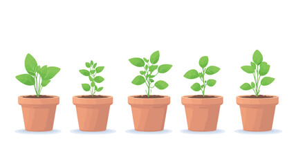 Fototapeta premium Illustration depicting five stages of basil plant growth in terracotta pots. The plants are shown against a white background. The illustration style is simple and cartoonish with flat