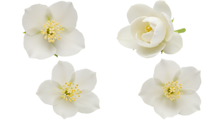 Delicate White Jasmine Flowers Isolated on Background