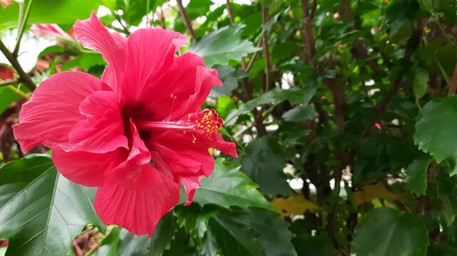 A vibrant red hibiscus flower or kembang sepatu in full bloom - surrounded by green foliage. This flower is known for its beauty and medicinal properties in Indonesia