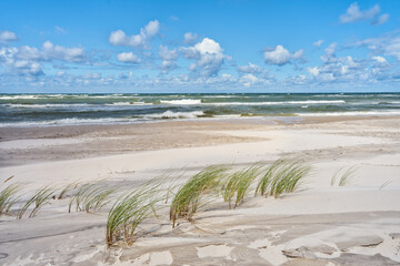 Sea shore with wild grass and shore plants. Baltic sea coast. 
View from dune on sea.