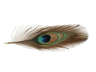 Obraz premium Closeup of a Single Vibrant Peacock Feather Isolated on Transparent Background Detailed Macro Shot of Exotic Bird Plume