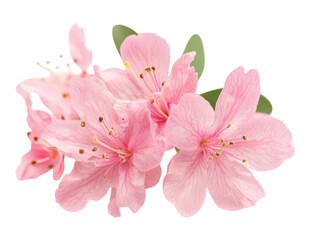 Naklejka premium Closeup of Delicate Pink Azalea Blossoms in Full Bloom: A Botanical Beauty