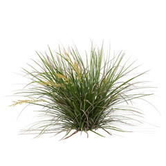 Free PNG 3d illustration of Lomandra longifolia Nyalla 1 tree frontal isolated transparent background perfectly cutout high resolution