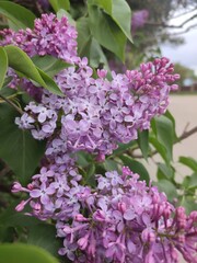 purple lilac flowers in full bloom, surrounded by lush green leaves, capturing the essence of spring. 
