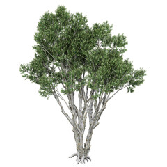 Free PNG 3d illustration of Melaleuca-Quinquenervia 3 tree frontal isolated transparent background...