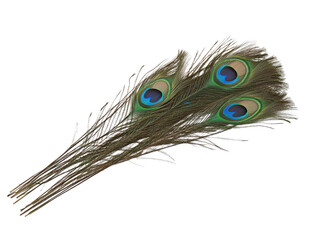 Obraz premium Magnificent Peacock Feathers: A Close-Up View of Three Exquisite Train Feathers Displaying Vibrant Eyespots