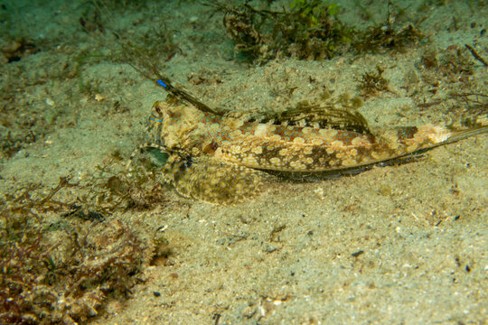 Fingered Dragonet a fish that looks like something from a comics. Iy is a bottom dweller with two antennas. Dactylopus dactylopus is a species of marine fish in the family Callionymidae