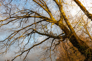 Tree with leaves that are yellow and brown